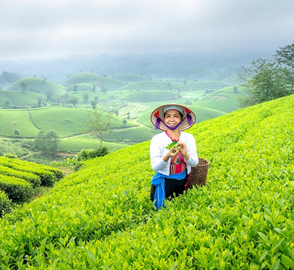 Regency Teas plucker in a Ceylon tea terrace