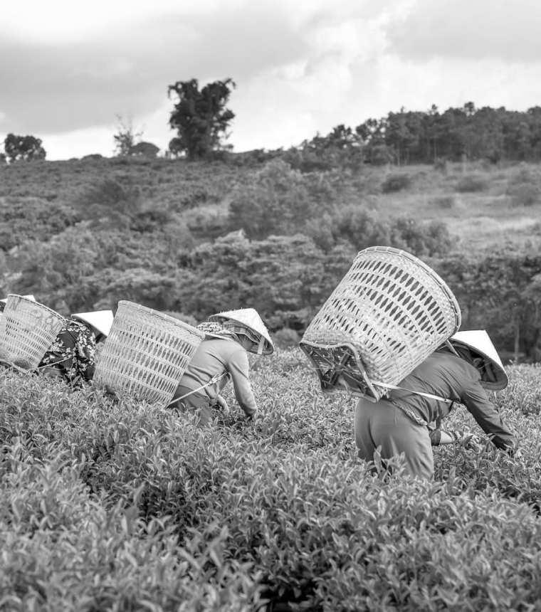 Tea pluckers harvesting fresh leaf