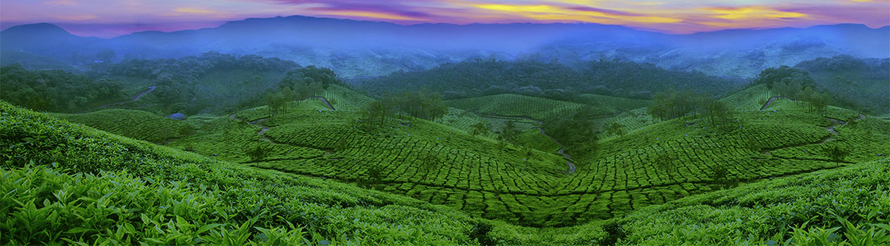 Ceylon tea terraces at dusk