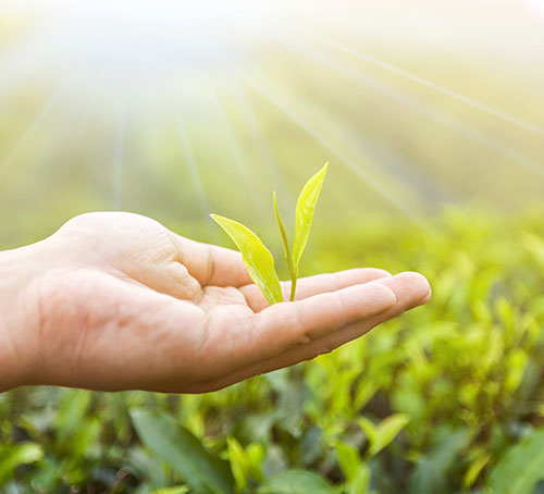 Antioxidants for overall wellbeing